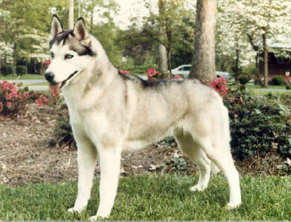 Photo of Innisfree's Moonlight Sinner