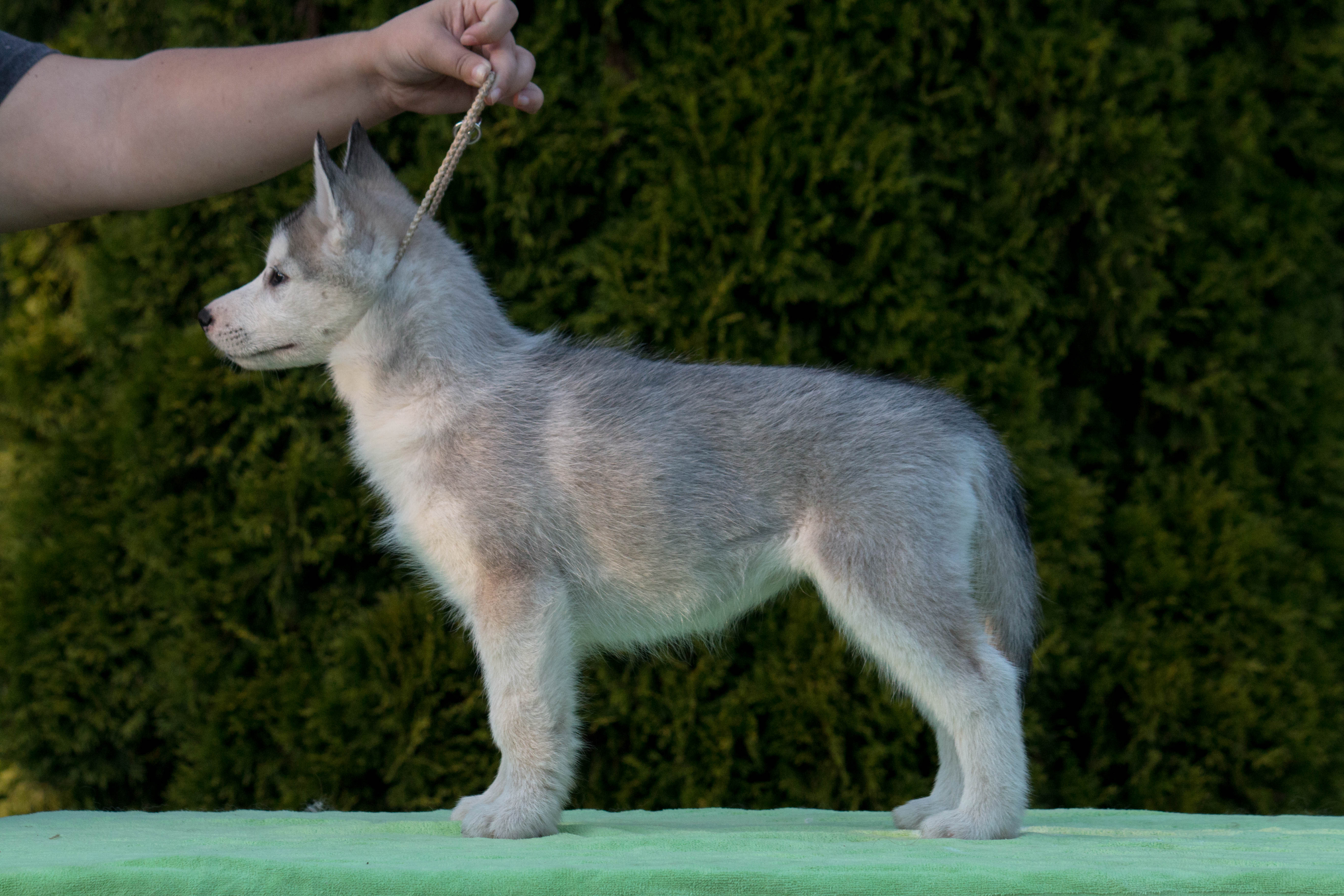 Photo of Silverfalls Lunar Light