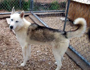 Photo of Kaylenberg's Badger