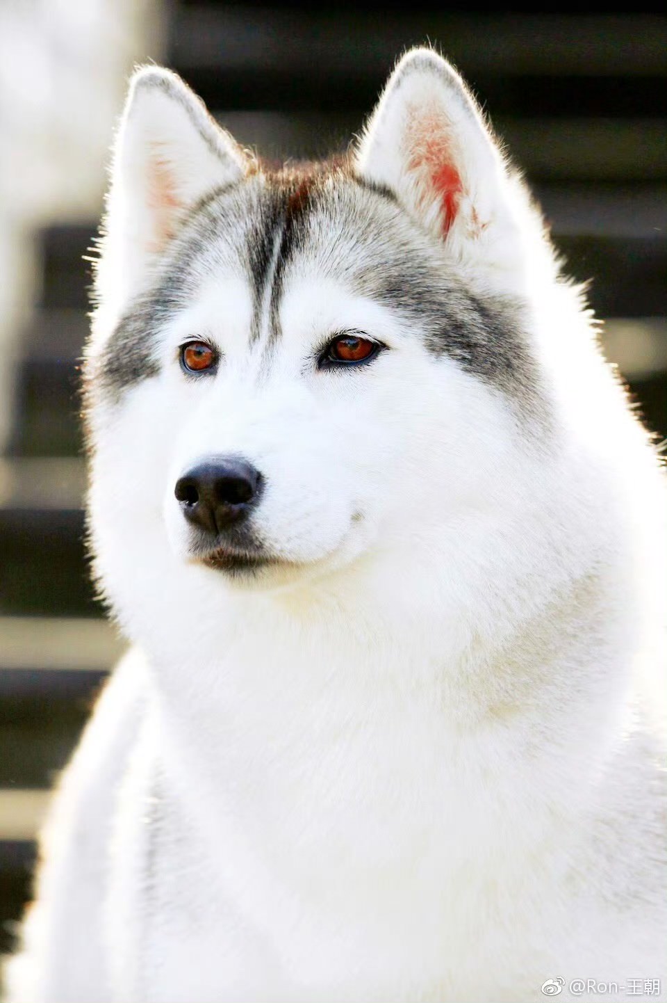 Photo of Dynasty's Husky Flower Girl