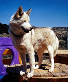 Photo of Kaylenberg's Canyon Call