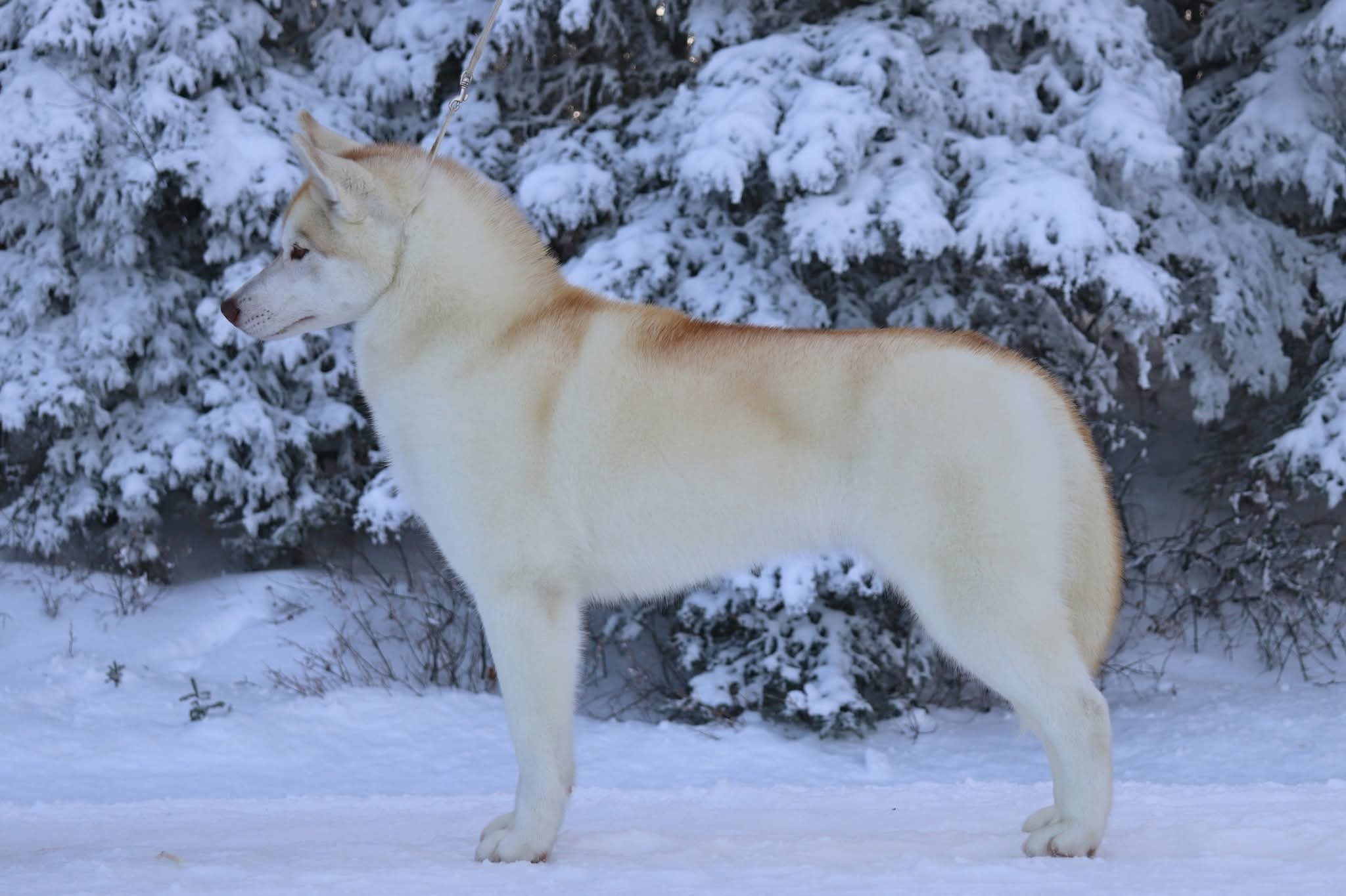Photo of Nanook's Fireweed