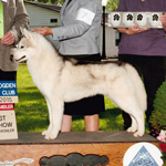 Photo of Kaylenberg's Night Run to Tribute