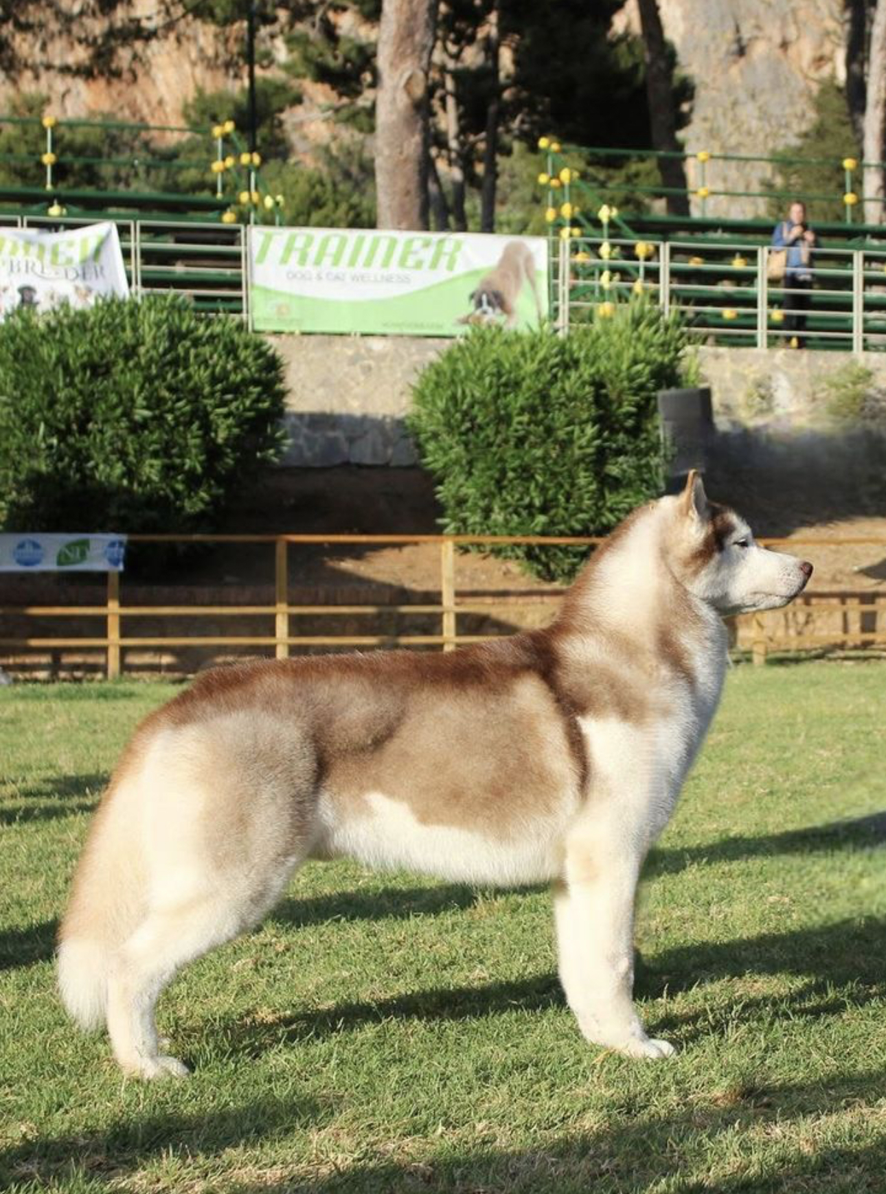 Photo of Bloodwild's Award Of Gold