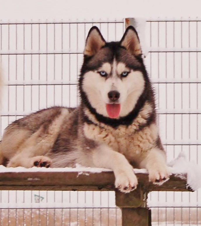 Photo of Red Snowdevils It´s A Miracle