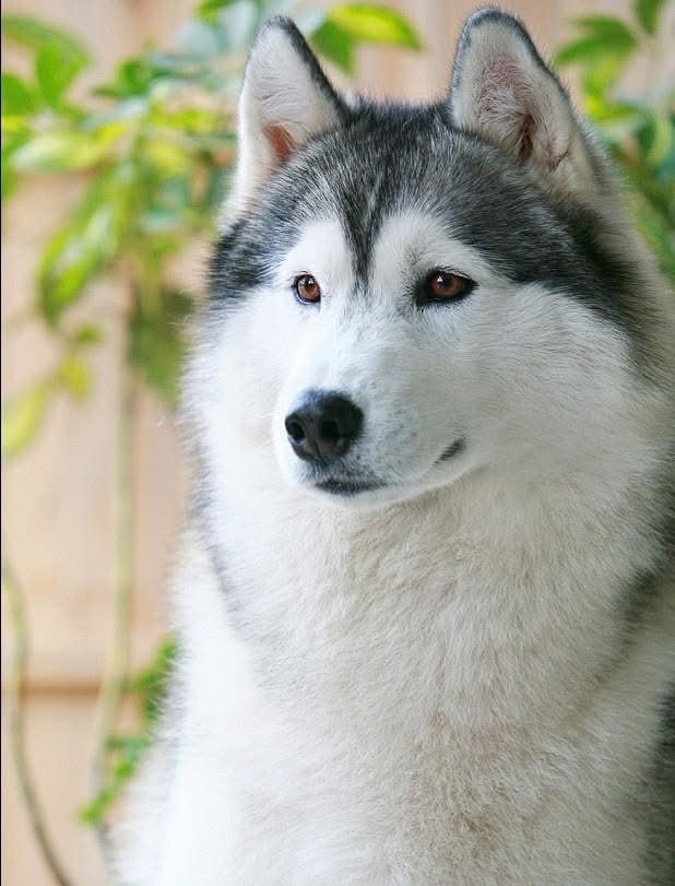 Photo of Karnovanda's Shadow Wolf