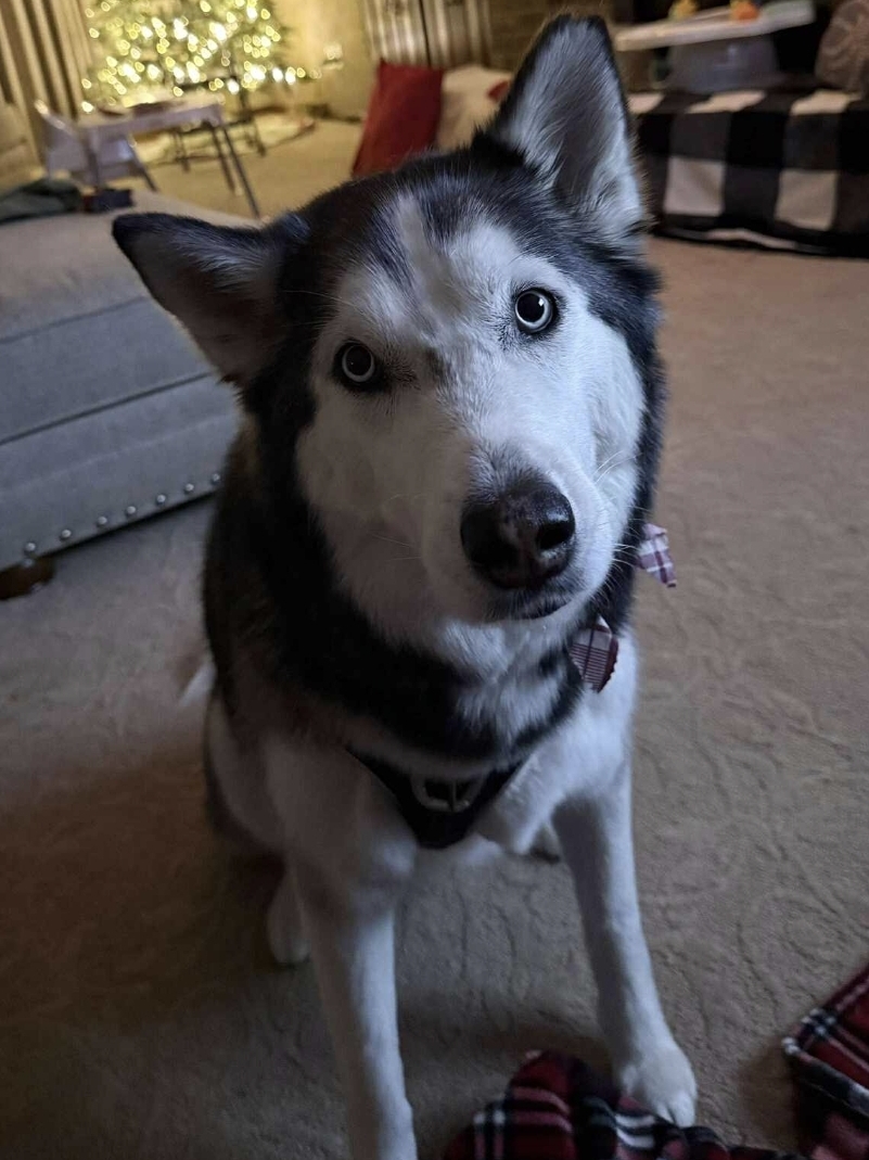 Photo of Kaya The Sakari Nova