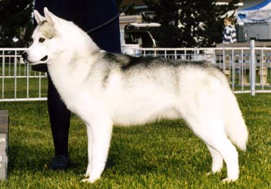 Photo of Tamerlane's Wings O'Kaylenberg