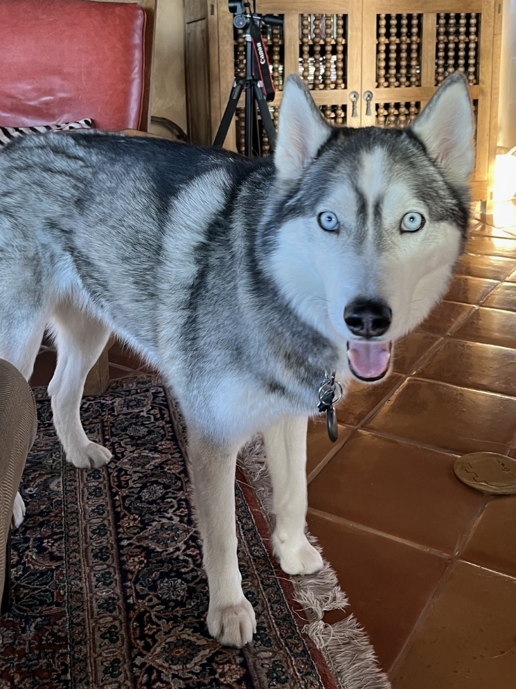 Photo of Pippa The Diamond Hunter