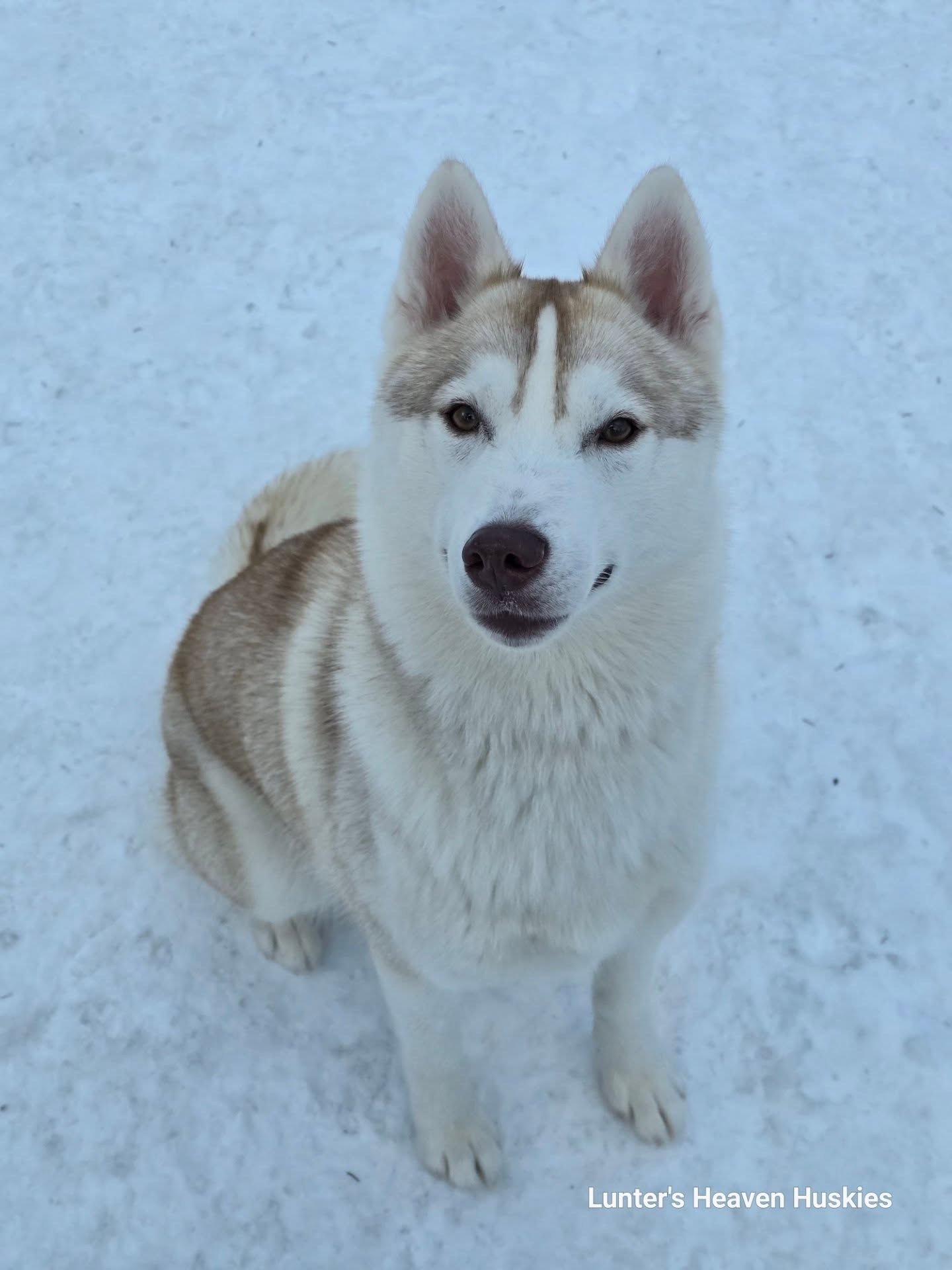 Photo of Lunters Winter Blush