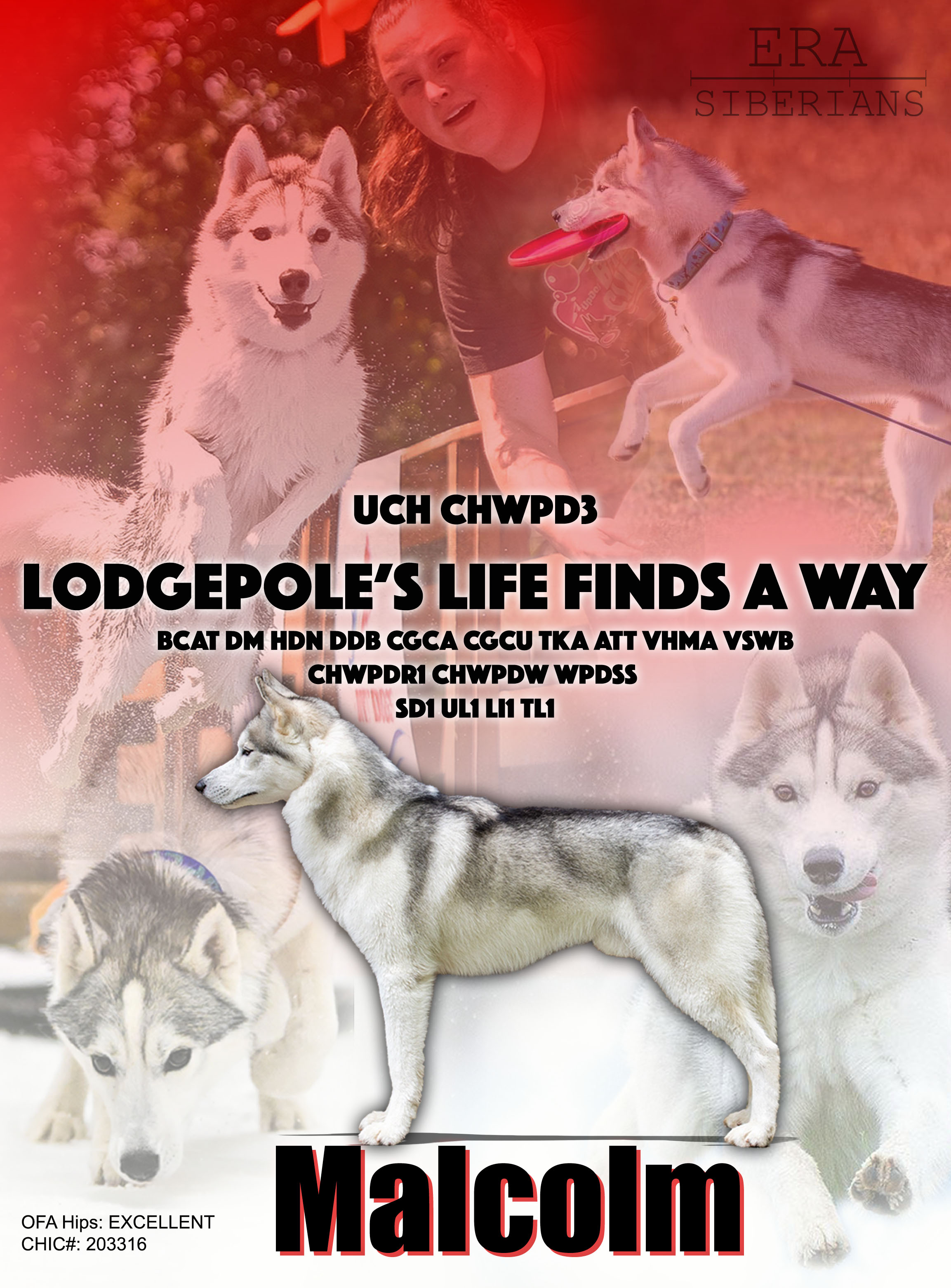 Photo of Lodgepole's Life Finds A Way