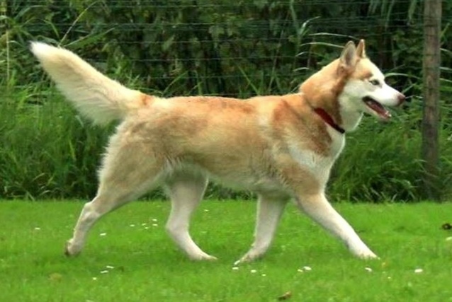 Photo of Red Snowdevils Happy Tahnee