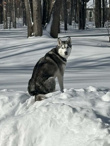 Photo of Tala the Storm of the North