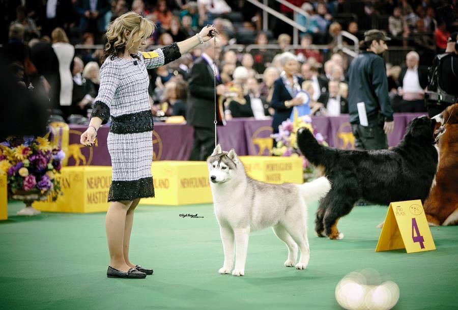 Photo of Topaz Bad Action