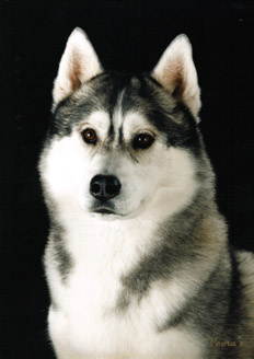 Photo of Kaylenberg's Wolfsign