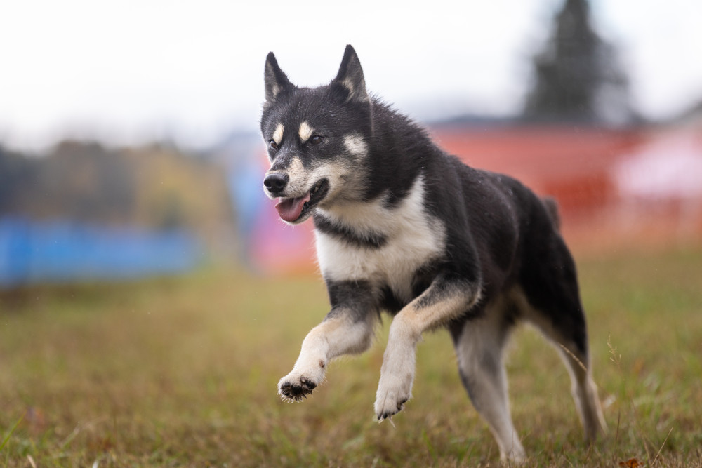 Photo of Sstar’s Whisper Among Stars