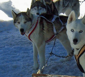 Photo of Kaylenberg's Son Dancer