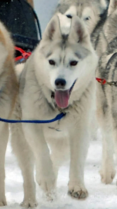 Photo of Kczar's Matovoya Lisa