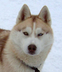 Photo of Kaylenberg's Redd Sun Rising