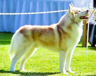 Photo of Kaylenberg's Aimin' To Misbehave