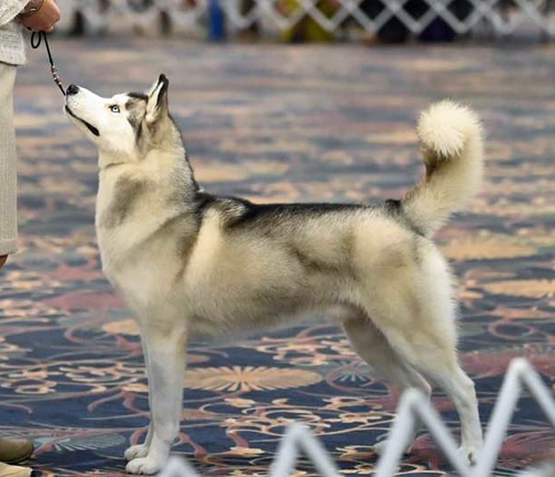 Photo of Kaylenberg's Marlytuk Justified