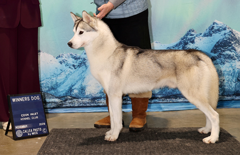 Photo of Treeline's Wunderkid