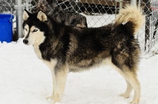 Photo of Dakota’s Arctic Rush