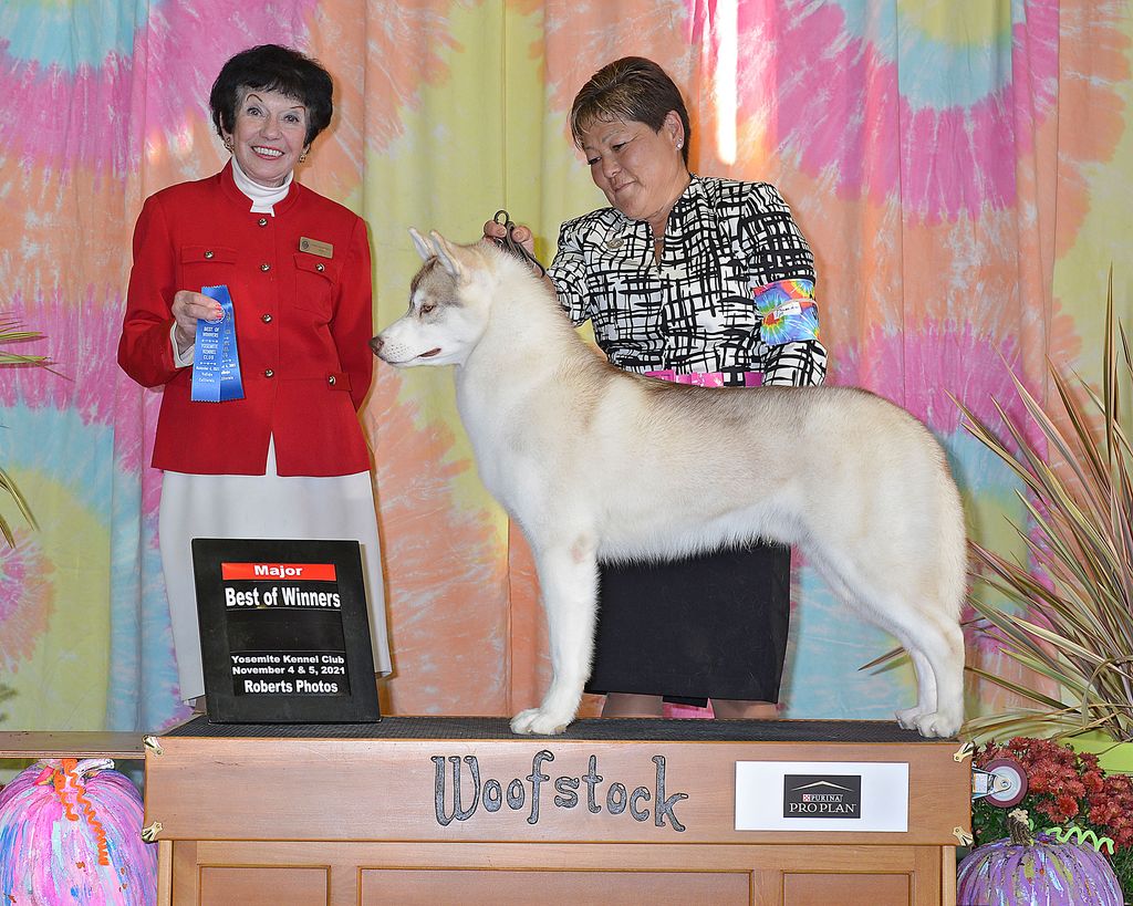 Photo of Anastasia’s Simbol Reis Mystic Winner Pyromaniac
