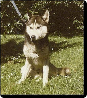 Photo of Alaskan’s J.J. Of Anadyr