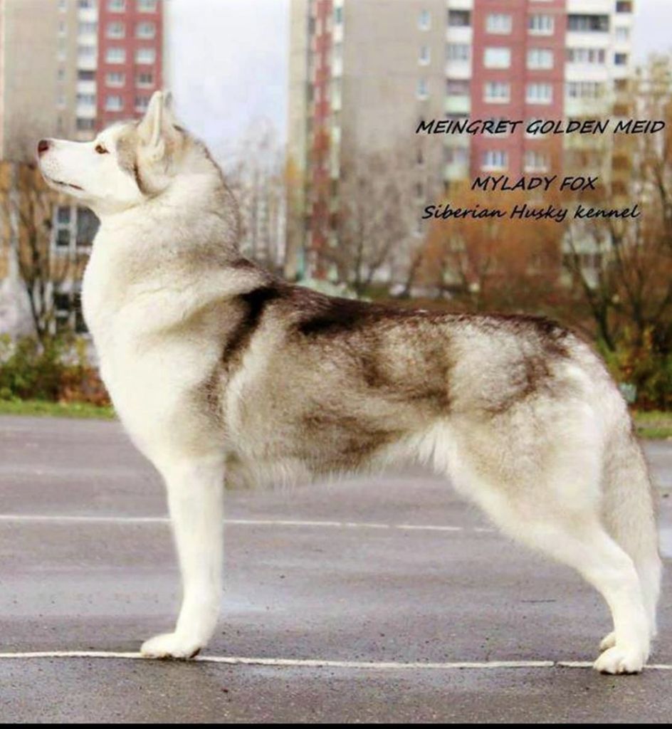 Photo of Meingret Golden Meid