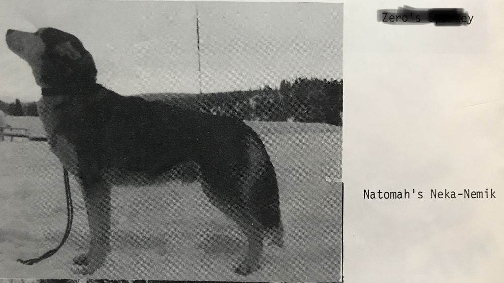 Photo of Natomah’s Neka Nemik