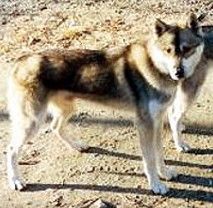 Photo of Polar Speed Luppo