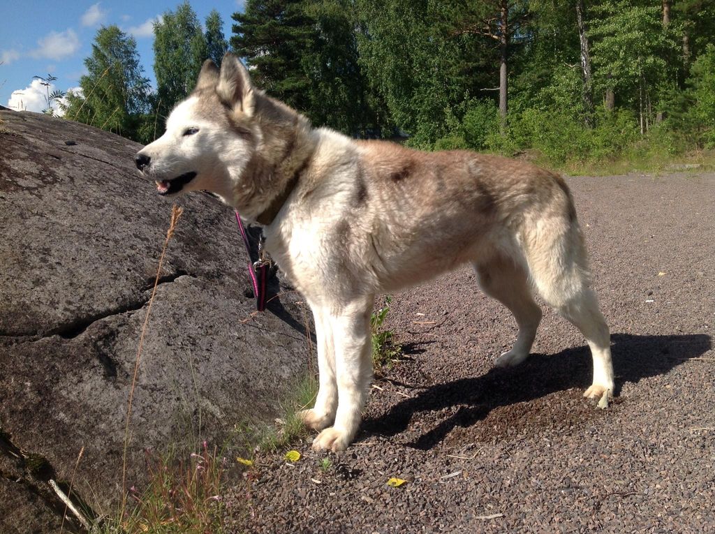Photo of Alaskan’s Chanel Of Anadyr