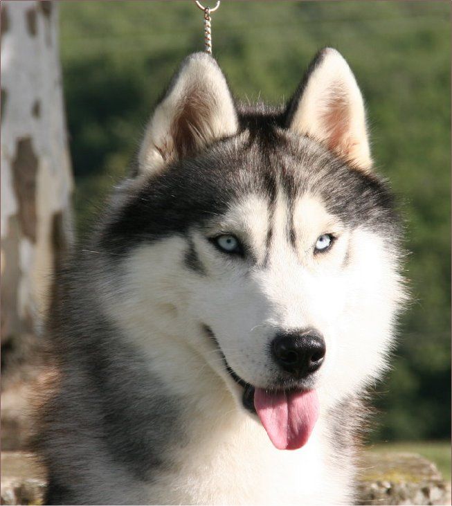 Photo of Dainty Boy des Reves de Neige