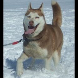 Photo of Koyuk Kate Of Ravenwood