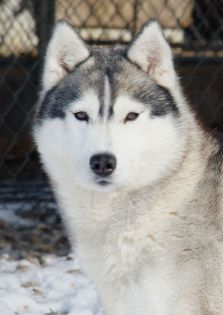Photo of Karnovanda’s Emilia