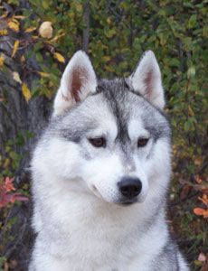 Photo of Nanook’s North Wind