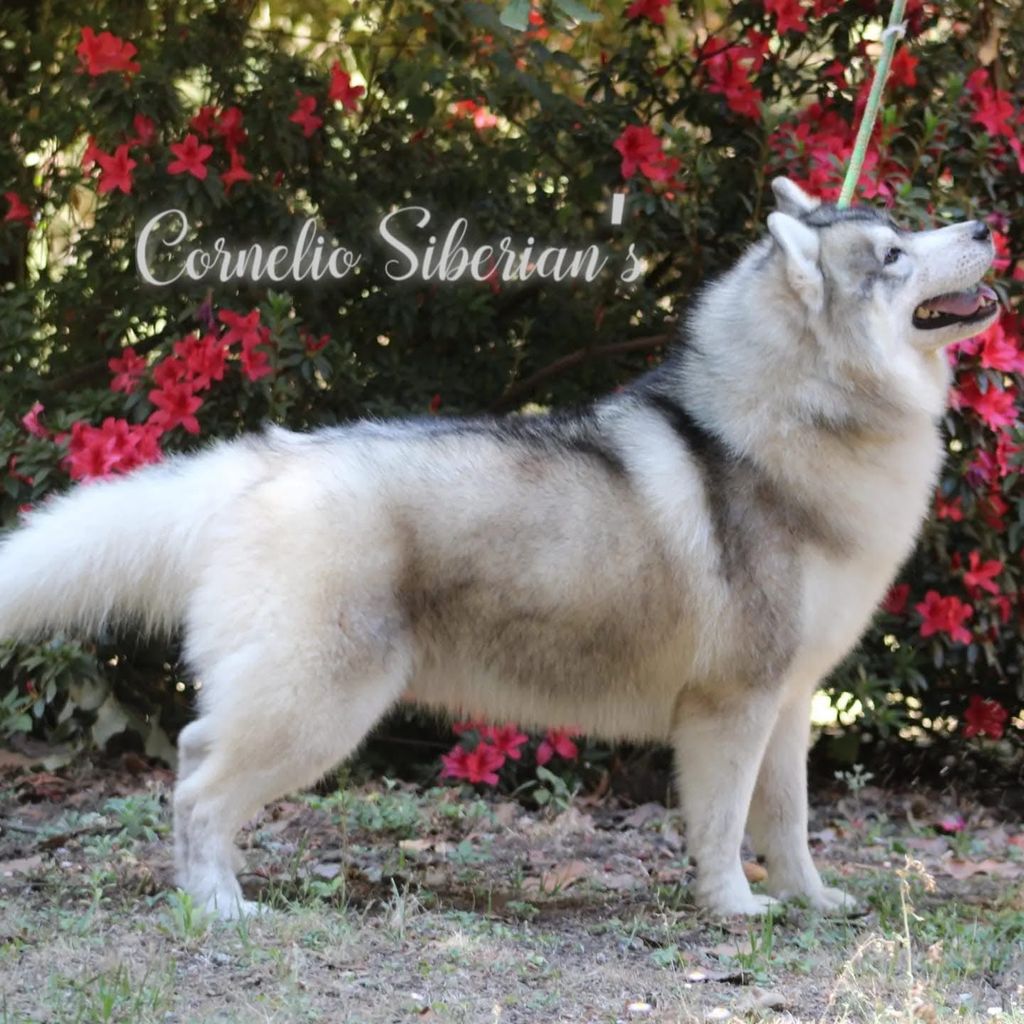 Photo of Ayuka´s Tic At Cornelio