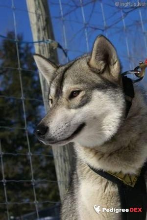 Photo of Chlouts Hetti Of Velikaya