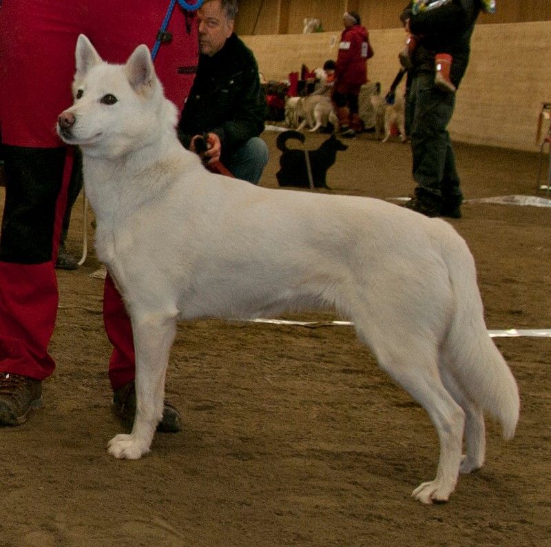 Photo of Ylajärvis SM Greenheart