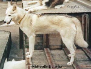 Photo of Skiivolk Belisha
