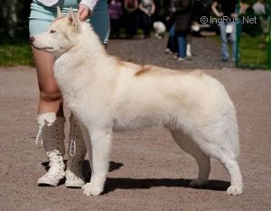 Photo of OlgiVan Show Conquistador