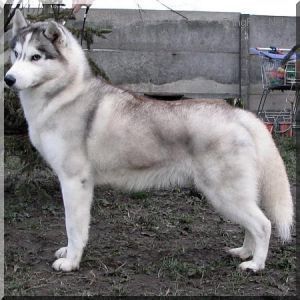 Photo of Chinook de Ciukci