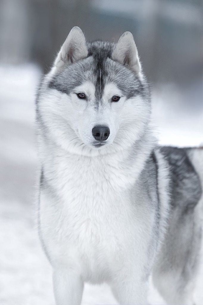 Photo of Hyperboreya Tantum Ingebjorn