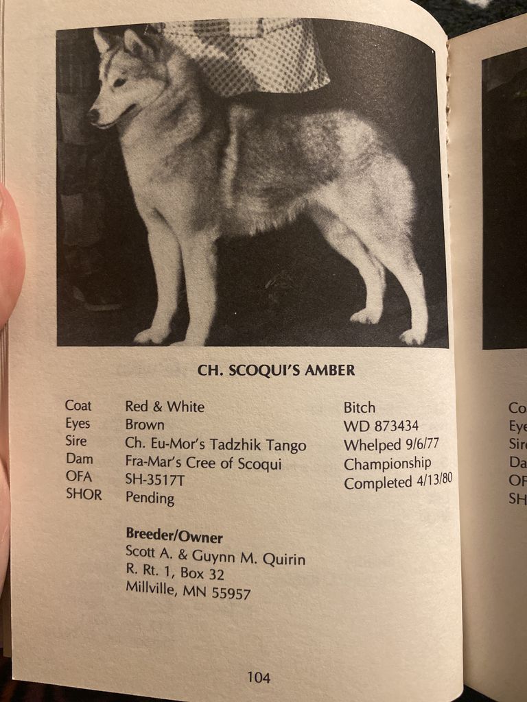 Photo of Scoqui’s Amber