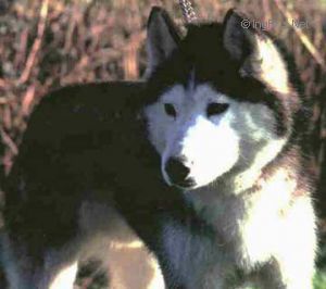 Photo of Forstal’s Chutki