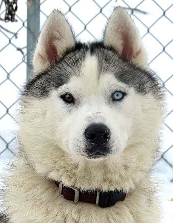 Photo of Arcticsun’s Game of Thrones