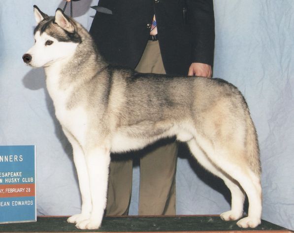 Photo of Snoebear’s Crusader