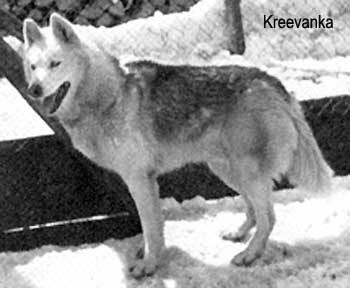 Photo of Kreevanka (Import)