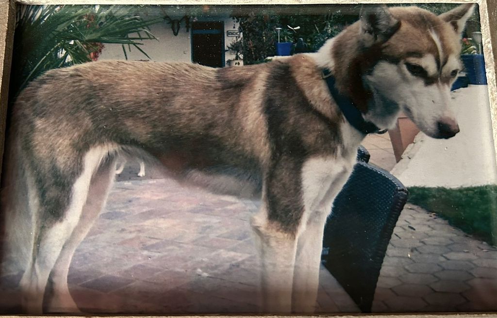 Photo of Dakota ab Canis Polaris